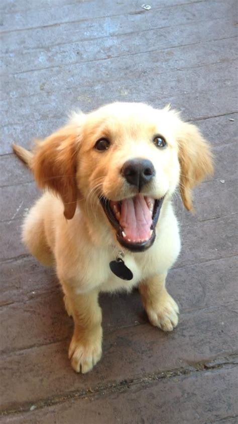 These loyal, sociable dogs are excellent with children and families and excel at obedience training and therapy work. 14 Signs You Are A Crazy Golden Retriever Person