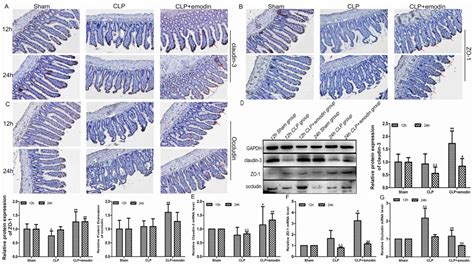 Protective Effect Of Emodin On Intestinal Epithelial Tight Junction