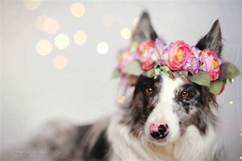 ⊱aesthetic Bookᴍᴏᴏɴʟɪɢʜᴛ⊰ 53 Dog Flower Cute Dog