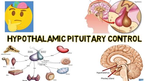 Hypothalamus And Pituitary Gland Control Relationship Youtube