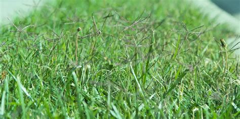 How To Get Bermuda Grass To Spread Fast Naturallist