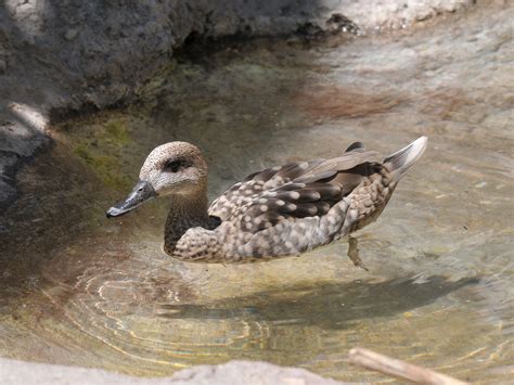 The Online Zoo Marbled Duck