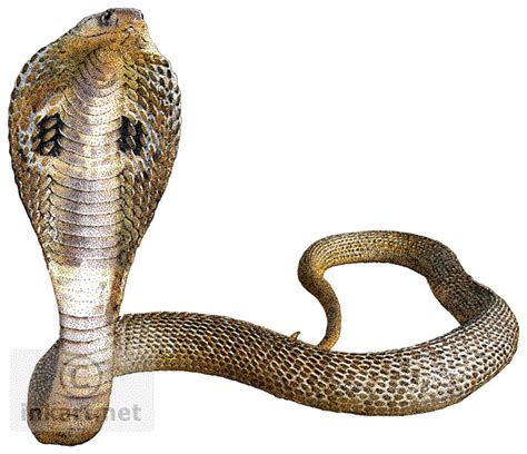 Collection Of Snake Hd Png Pluspng