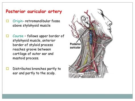 Major Arteries In Neck Major Blood Vessels Of The Neck The External