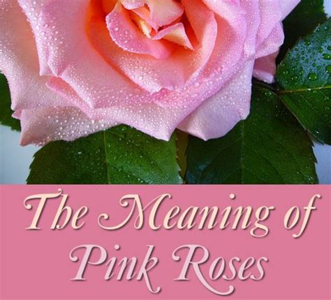 The Symbolism And Meaning Of Pink Roses