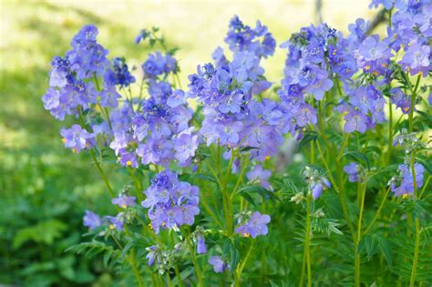 12 Perennial Plants That Shine In The Shade