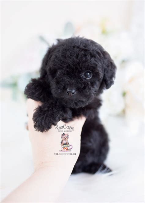 Teacup And Toy Poodle Puppies Teacups Puppies And Boutique