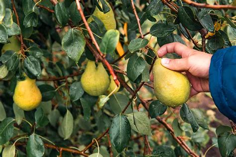 How And When To Harvest Pears Gardeners Path