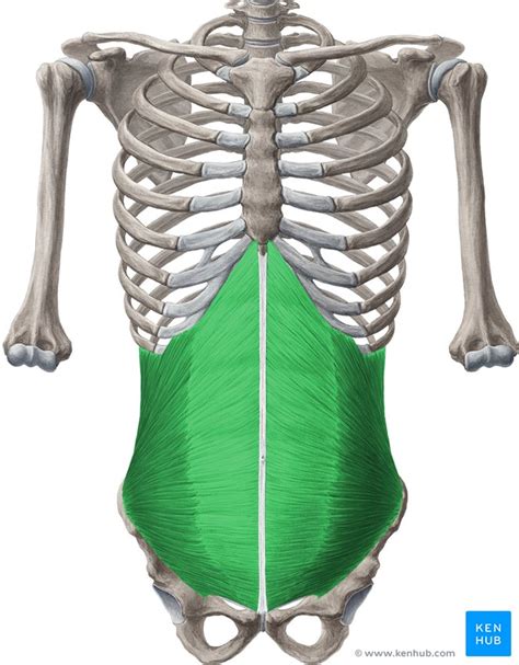 Anterior Abdominal Muscles Anatomy And Functions Kenhub The Best Porn