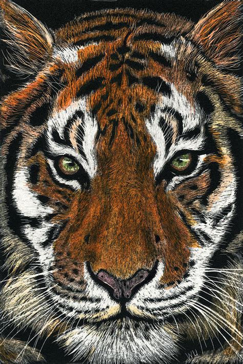 Tiger Face Sketch