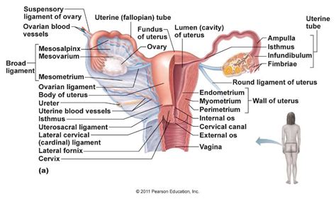 uterine layers