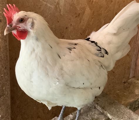 Austra White Egg Laying Chickens Chickens Backyard Best Egg Laying