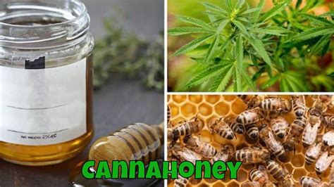 How To Process Cannabis Infused Honey Part 2 Cooking With Cannabis