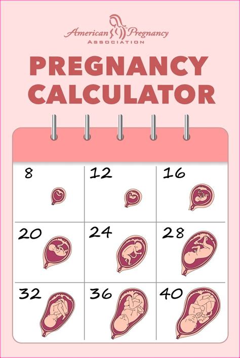 Pregnancy Calendar Week 6 Calendar Printables Free Templates