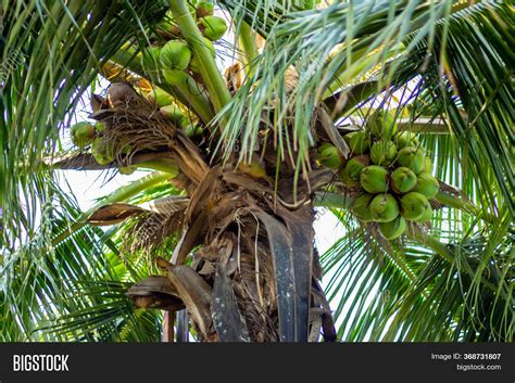 Green Coconut Tree Image And Photo Free Trial Bigstock