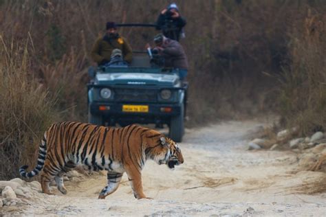 The Best Zone To Spot Tigers In Jim Corbett National Park