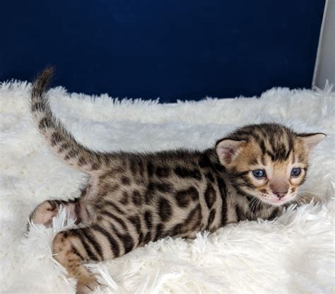 Until about sixty years ago, asian leopards could be purchased at your neighborhood pet store. Bengal Cat Kitten For Sale Near Me - Best Cat Wallpaper