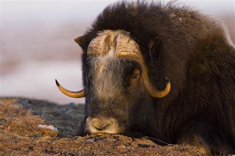 2021 is a year of the ox, starting from february 12th, 2021 (chinese lunar new year day) and lasting until january 31st, 2022. Snoozing Musk Ox Photograph by Tim Grams