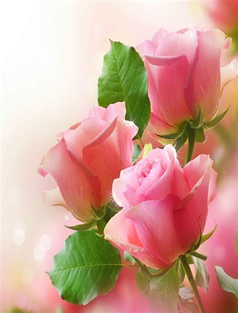 Beautiful Shade Of Pink Roses Flower Images Wallpapers Wallpaper
