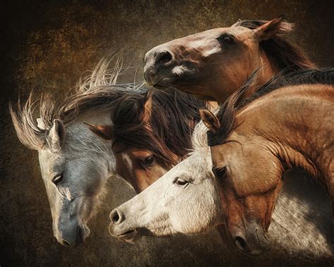 Mustangs Photograph By Ron Mcginnis Fine Art America
