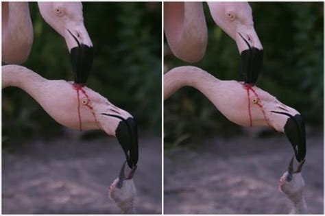 Truth Behind Viral Video Of Flamingos Feeding Blood To Offspring Is