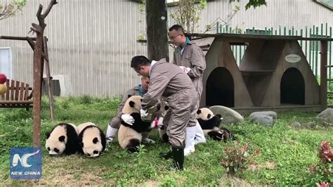 Panda Kindergarten Youtube