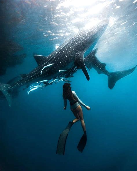 Scuba Diving Magazine Swimming With Whale Sharks Underwater Art