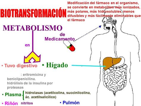 Metabolismo Del F Rmaco Mind Map