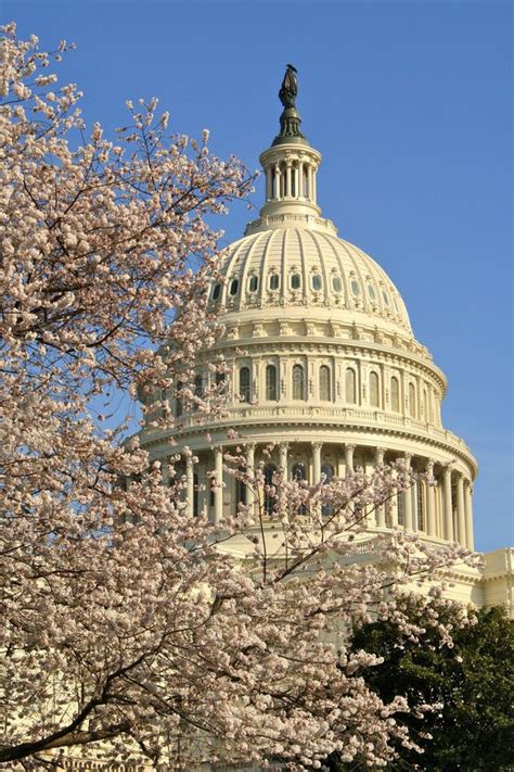 Cherry Blossoms On Capitol Hill Stock Photo Image Of Bloom America