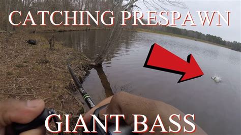 Catching Pre Spawn Giant Bass Youtube
