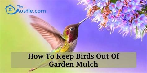 How To Keep Birds Out Of Garden Mulch Ultimate Guide To Garden Care