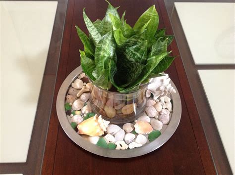 Estéticamente disponemos de una gran variedad de bellas hojas y flores, en colores y formas puedes regar las cestas colgantes utilizando una regadera de caño largo o metiendo la maceta entre 10 minutos en un cubo de agua. Solamente coloca esta planta en agua y añade piedras decorativas en un recipiente de cristal que ...