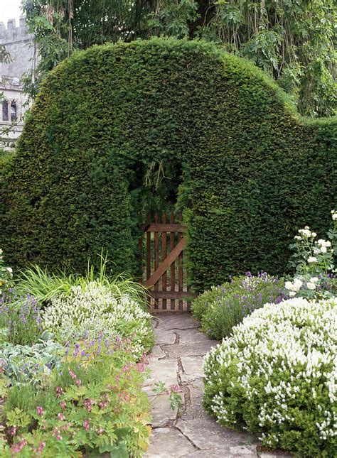 Taxus Baccata Cut As Archway Photograph By Friedrich Strauss Pixels