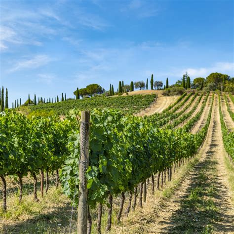 Frescobaldi Buys Vineyard In Montepulciano Weinplus Wine News