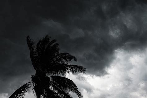 Blowing Palm Tree In A Thunderstorm Stockfreedom Premium Stock