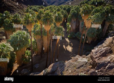 Palm Canyon Palm Springs California Stock Photo Alamy