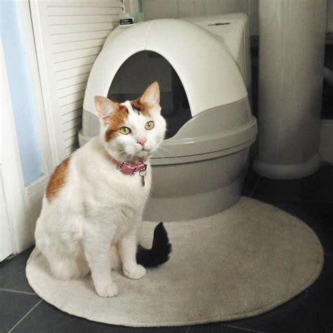 Catgenie Self Washing Self Flushing Cat Box Cat Diy Baby Animals