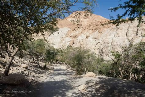 Ein Gedi Nature Reserve Visitors Guide With Tracks