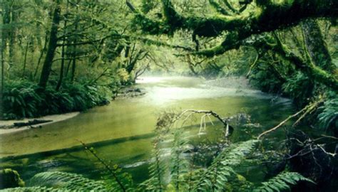 Facts About Tropical Rainforest Plants Sciencing