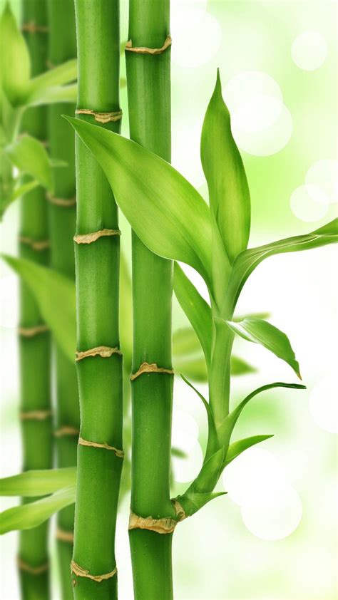 Bamboo Leaves Wallpapers Top Free Bamboo Leaves Backgrounds
