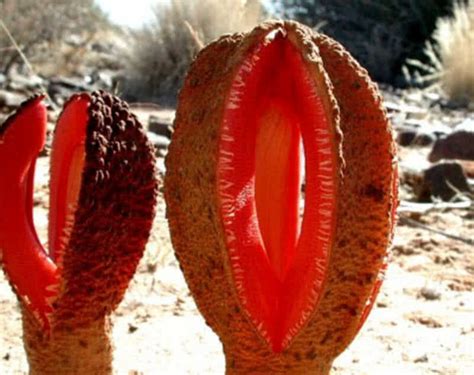 Top 9 Most Mysterious Desert Plants In The World The Mysterious World