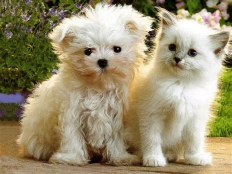 1000 Images About Dogs And Cats Together On Pinterest Friendship