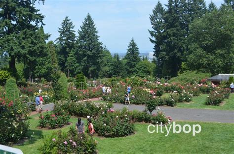 5 Best Things To Do At Portland Rose Garden Citybop