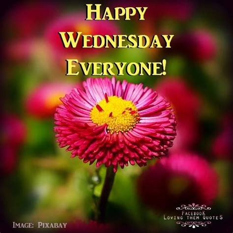 Happy Wednesday Everyone Pictures Photos And Images For Facebook