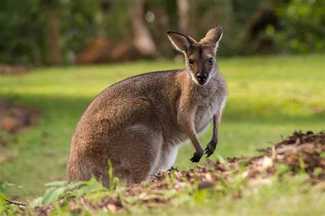 Animals That Walk On Two Legs 13 Examples Wildlife Informer