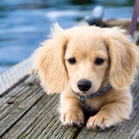Golden Retriever Dachshund Mix Cute Animals Puppies Best Dog Breeds