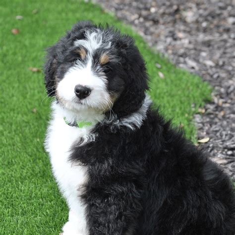 25 Bernese Mountain Dog And Poodle Mix For Sale Photo