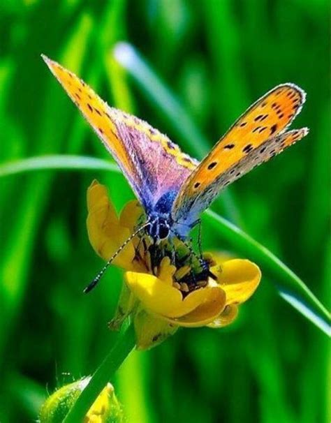 Colourful Butterfly On Buttercup Beautiful Butterflies Butterfly