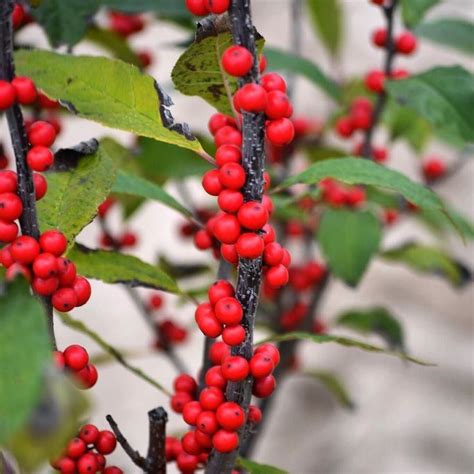 Winter Red Winterberry Is A Tasty Little Snack For Wildlife To Munch On