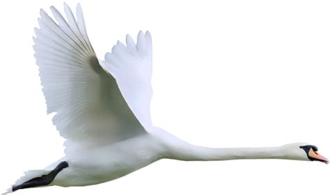 Swan Png Transparent Image Download Size 600x356px